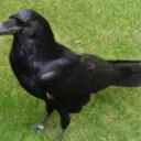RAVEN