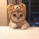 Retiro Meowista