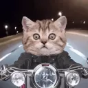 cat gaming