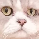 嘎嘎