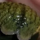 Leech Gang