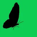 Endangered Insects