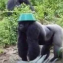 GORILLA PACK