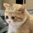 もふもふ 🐾🪼