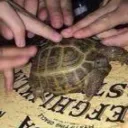 frog
