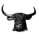 SCRTBullRun Club