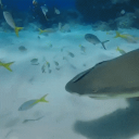 ★ ' , Fin Frenzy ! 🦈 ࣭ ꩜