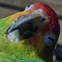 𝐒𝐞𝐫𝐯𝐞𝐫 𝐝𝐞 𝐦𝐢 𝐜𝐨𝐦𝐩𝐚 𝐞𝐥 𝐠𝐚𝐥𝐥𝐨