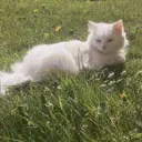 RVMP・ kaløpsia ・rblx based ・gw... Discord Server Icon