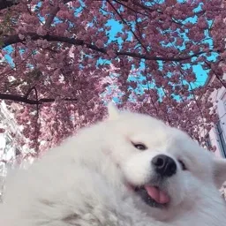 💕Приятная Атмосфера💕 — мониторинг Discord сервера, статистика и рейтинг