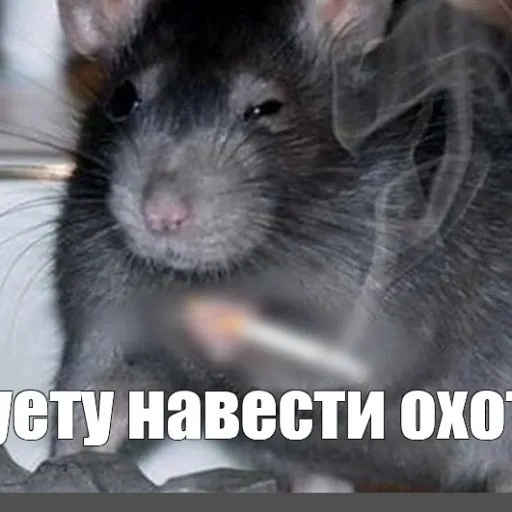 Суетологи гилд — мониторинг Discord сервера, статистика и рейтинг