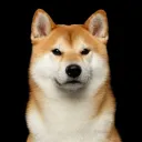 Official Doge Community
