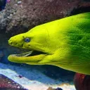 eel