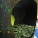 Local Firefly Home