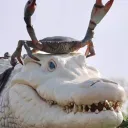 Court Crocodilian