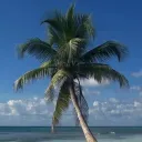 Palm Tree