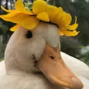 🌻 𝐻𝑒𝑎𝑣𝑒𝑛 𝐹𝑒𝑎𝑡𝘩𝑒𝑟𝑠 🌻
