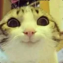 Cotik228 streams