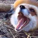 Generalized Screaming