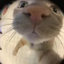 Império do gugal's icon