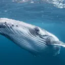 Return of the Whale