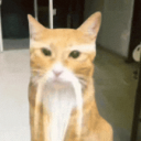 NPC Support Group Discord server icon