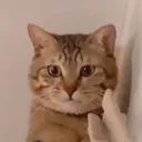 小艾的窩