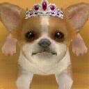 Nintendogs Discord Server Icon
