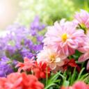 The Flower Garden   Discord Server Icon