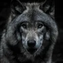 Serwer użytkownika WILKI🐺🌕