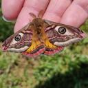BingBong Moths Discord Server Icon