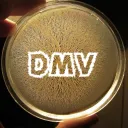 DMV Petri Dish