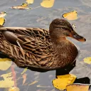 El estanque de los patos 🦆🦆🦆