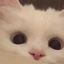 𝓬𝓪𝓯𝓮́  𝓬𝓸𝓶  𝓰𝓪𝓶𝓮𝓹𝓵𝓪𝔂