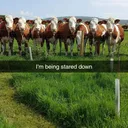 SuperCow