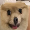 Bitchdogs