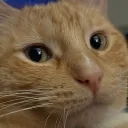 Vocabulary Of Cats