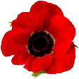 The Popping Poppies