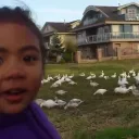 look at all those chickens