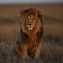 Kingdom of Lions
