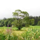 アイルランド神話勉強村