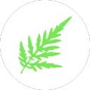 Ambrosia