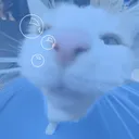 ·˚ ༘₊· ͟͟͞꒰➳ Silly Cat Aquarium ꕥ