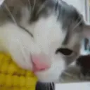 corn!