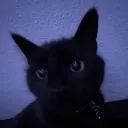 Suls meow meow server