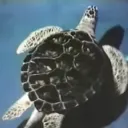⟡ 結晶水族館 ⟡