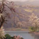 the hidden forest Discord Server Icon