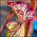 Carolina Carnivores