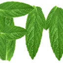 Fresh Mints