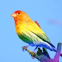 The Ornithe Project